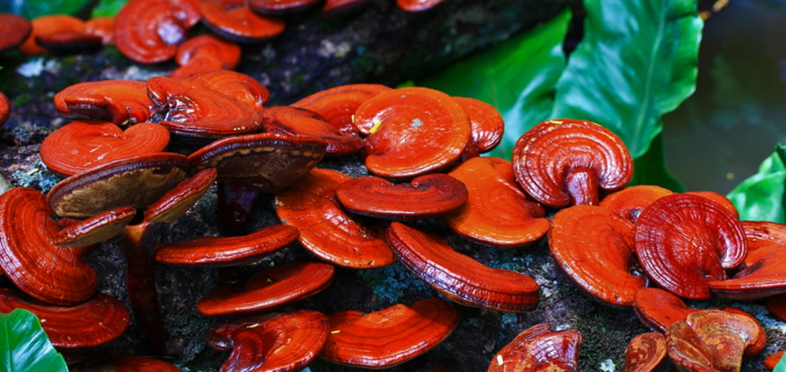 Reishi Mushroom