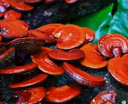 Benefits of Reishi Mushroom for Skin